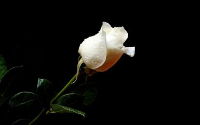 A white rose. (Photo courtesy of win7wallpapers.com)