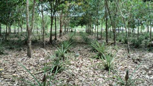 Planting pineapples between rubber trees denies water and nutrients to more flammable plants that would otherwise fill the space. (JG Photo/Erwida Maulia)