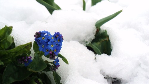 A cluster of blue flowers was hidden under the snow before I removed the icy layers.  