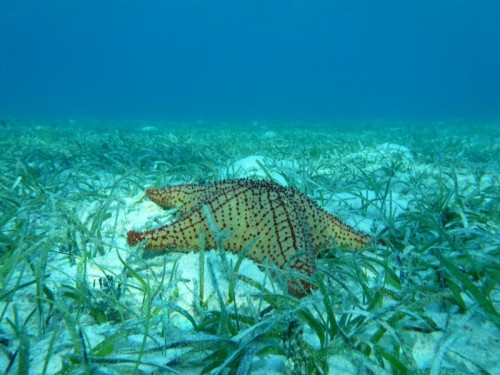 A starfish resting in a seagrass meadow in waters off the Turks and Caicos Islands. (Photo courtesy of seagrass.org.uk)
